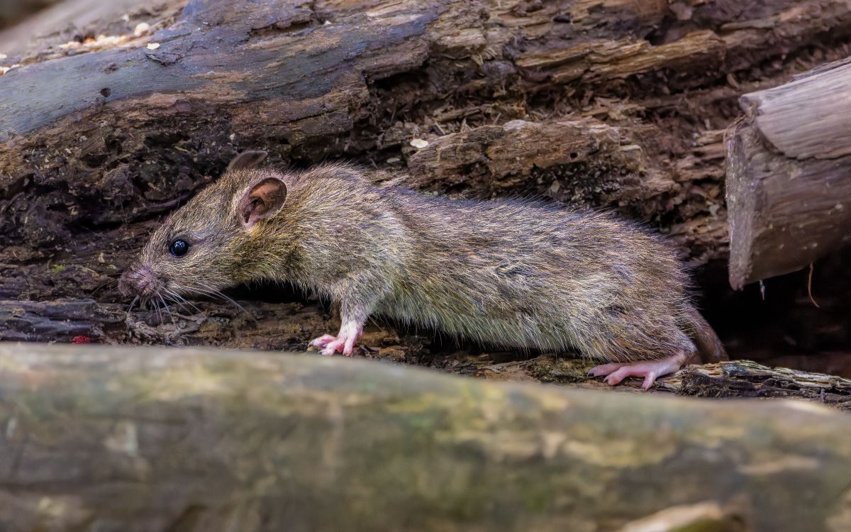 Dead Rodent Removal in Temple, TX, dead rodent removal in Temple