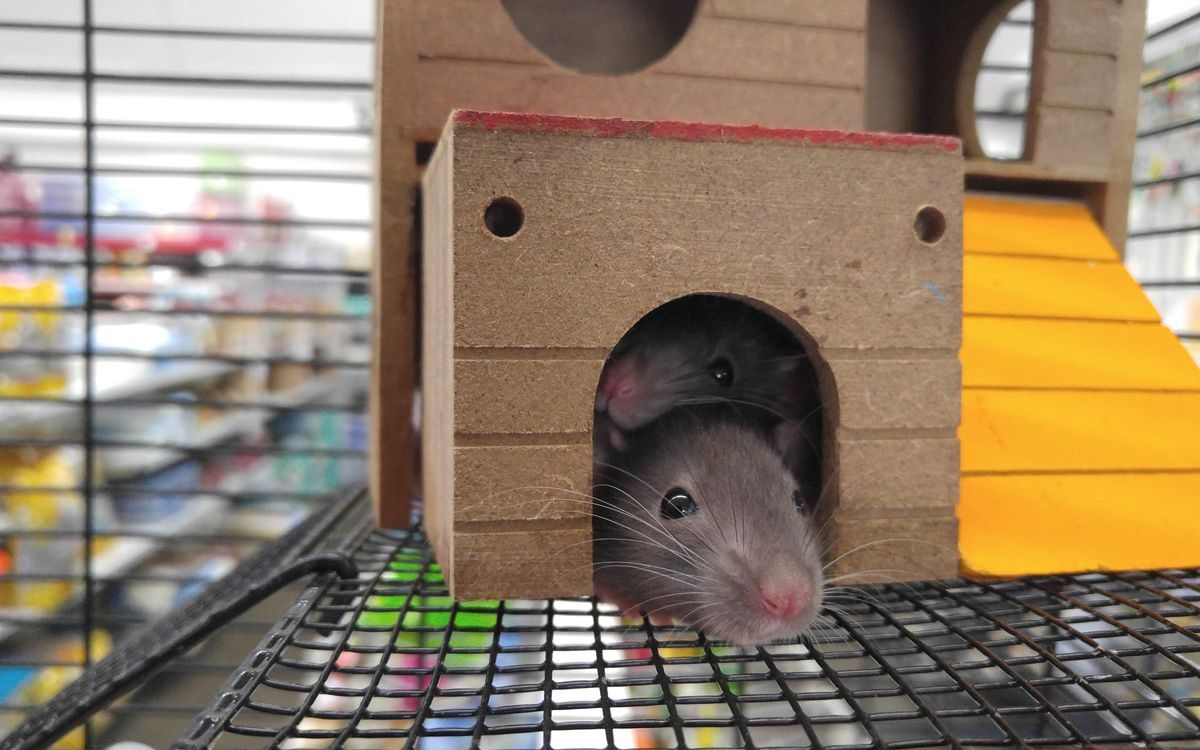 Emergency Rodent Control in Temple, TX, emergency rodent control in Temple