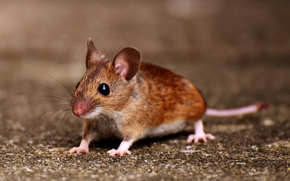 Mouse Control in Temple, TX, mouse control in Temple