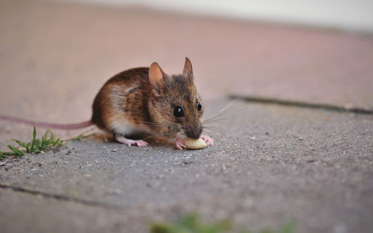 Rat Control in Temple, TX, rat control in Temple