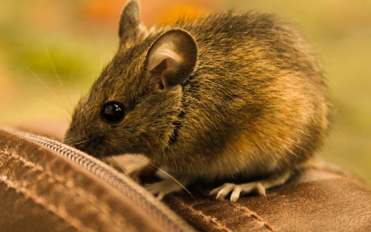 Rodent Removal in Temple, TX, rodent removal in Temple
