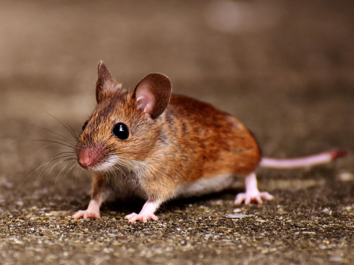 Local rodent technician checking a Temple attic for mouse and rat entry points