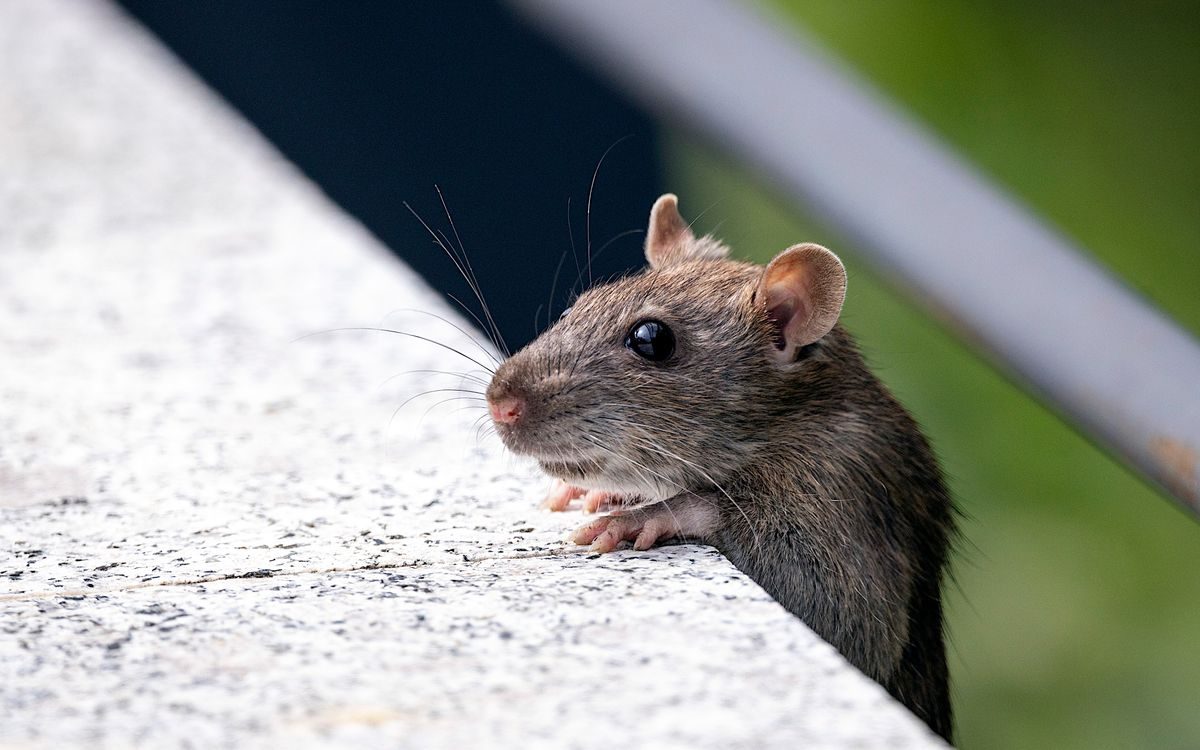 Rodent Trapping in Temple, TX, trapping & removal in Temple